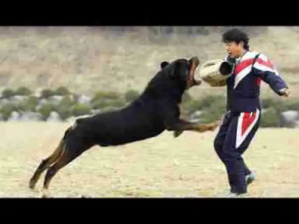 Video: TOP 10 BEST ATTACKER DOG BREEDS